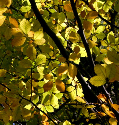 http://puzz.s3.amazonaws.com/2008/10/jesenski-kic-robanov-kot.jpg